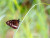 Butterfly 2000x1500